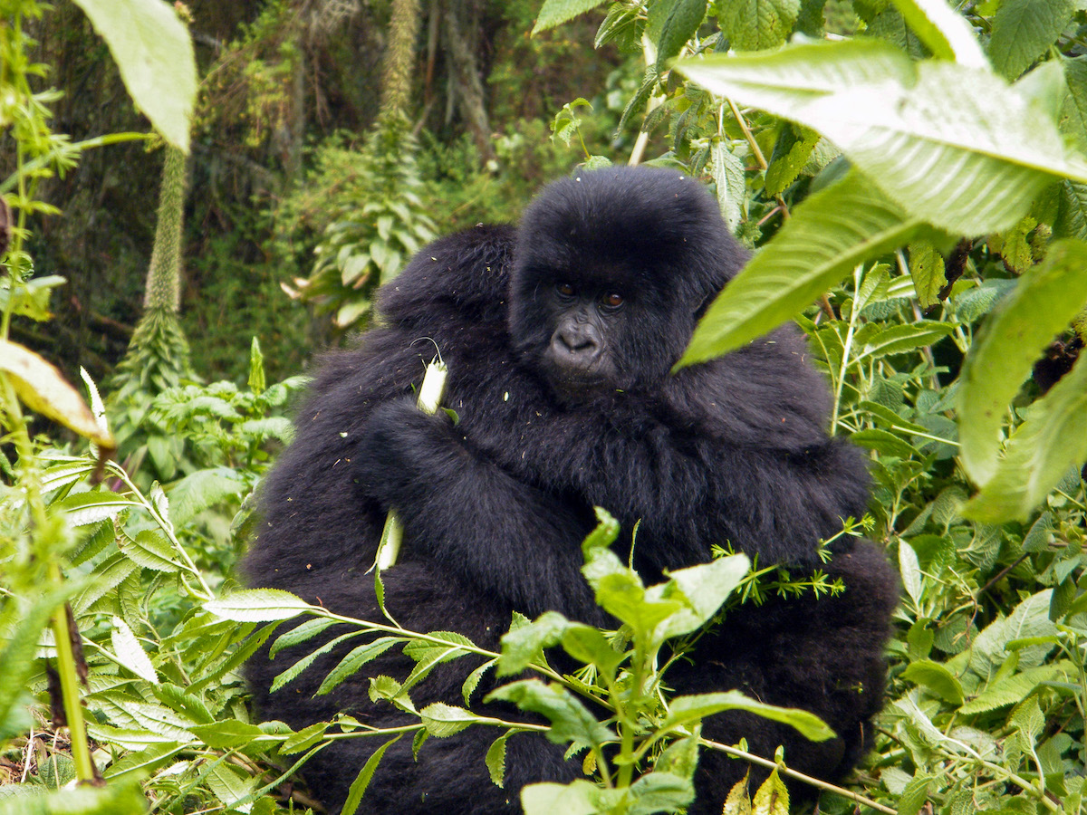 two-mountain-gorillas-embracing-in-a-hug-in-rwanda