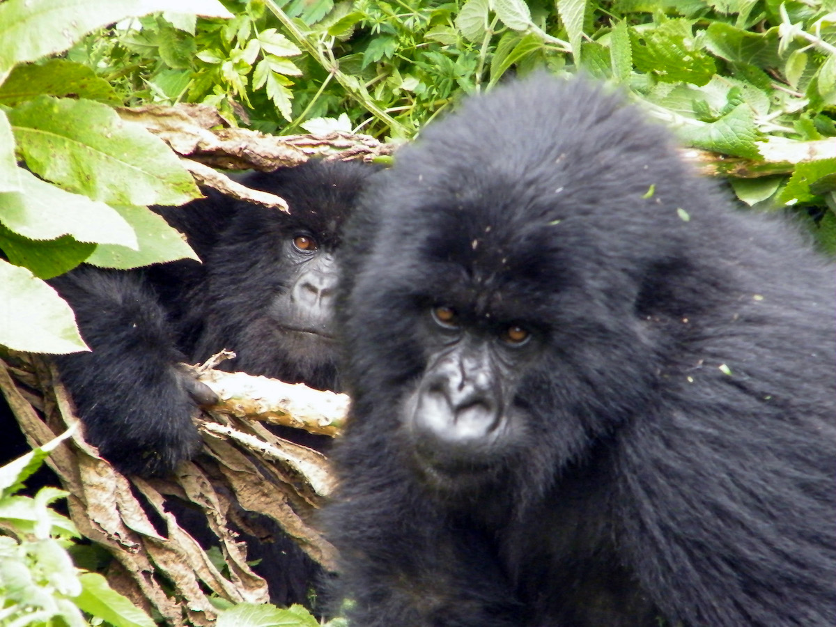 two mountain gorillas in the forests of rwanda