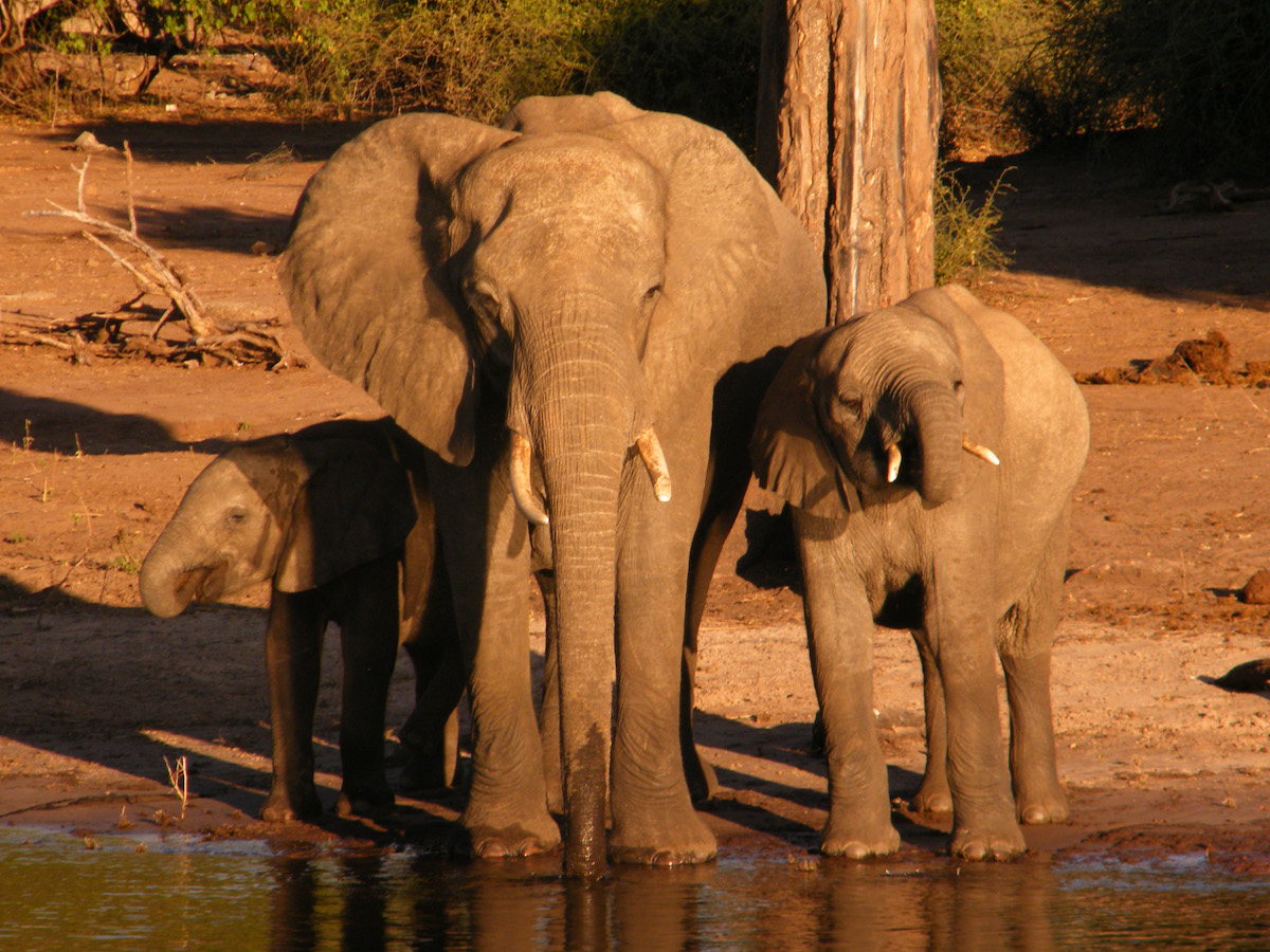 family-of-three-elephants-by-the-chobe-river-in-botswana