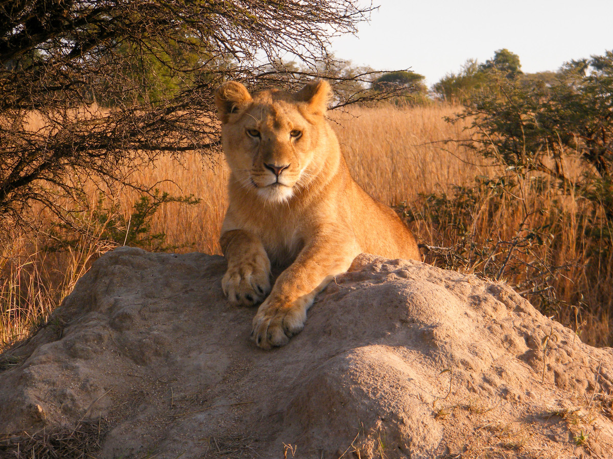 young-lion-resting-on-a-rock