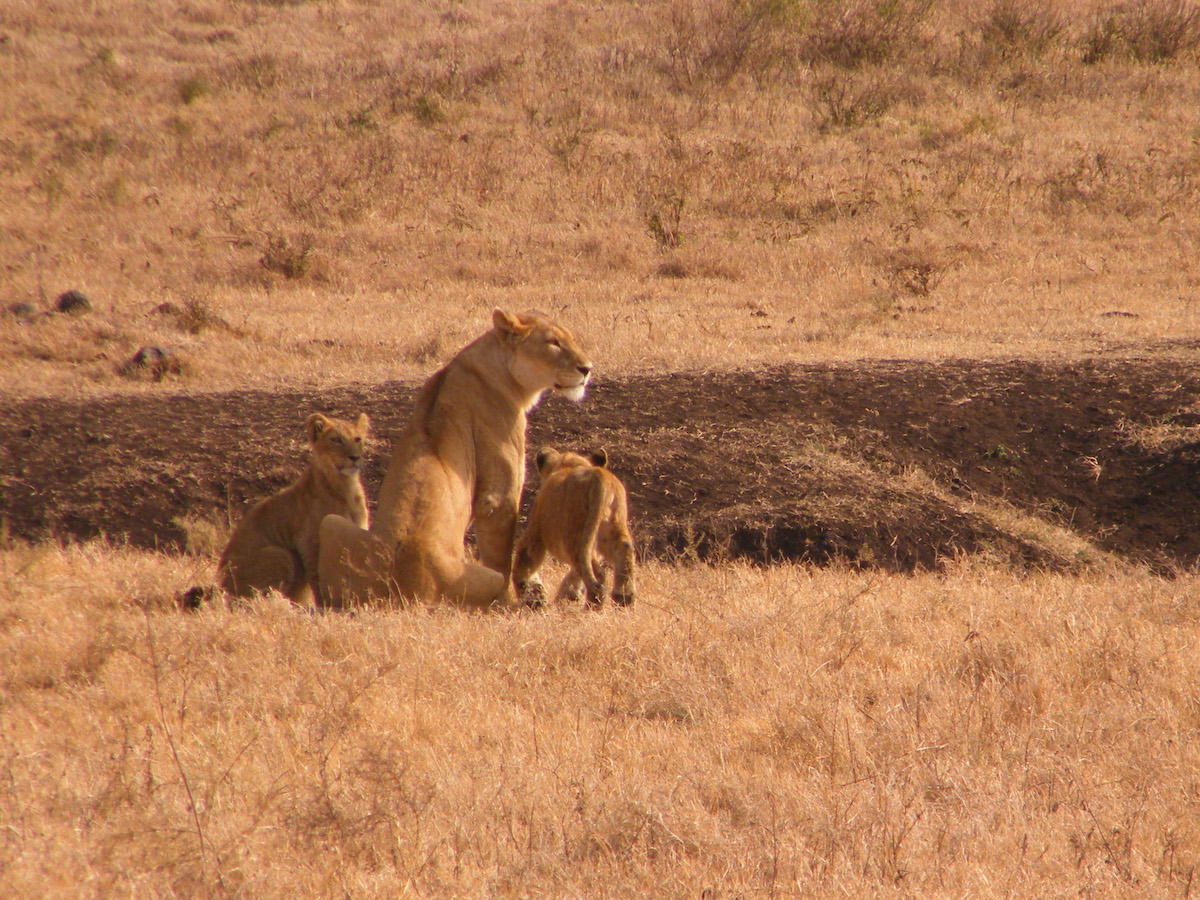 lioness-with-cubs-in-africa