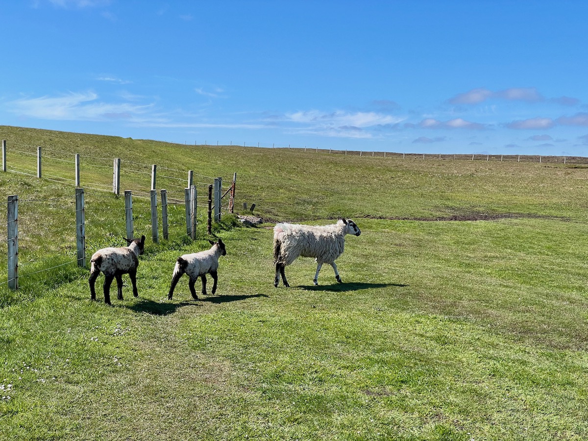Sheep-in-green-field-in-Caithness-with-blue-sky
