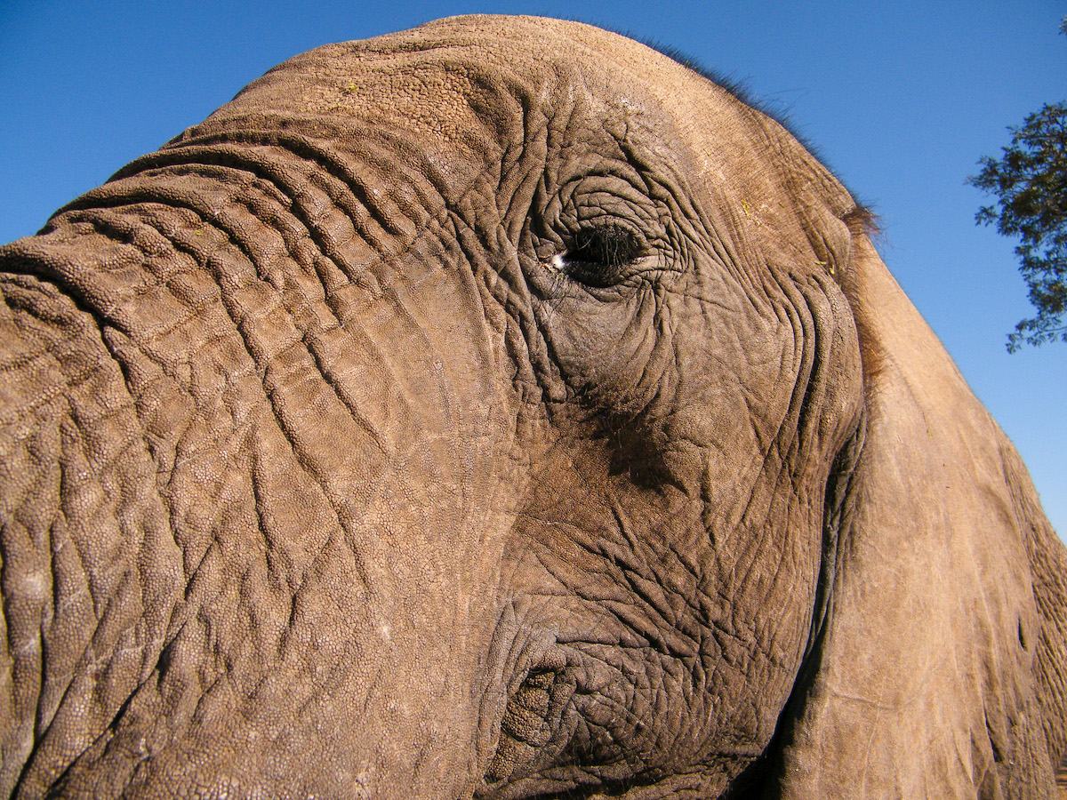 close-up-photo-of-the-side-of-an-african-elephants-face