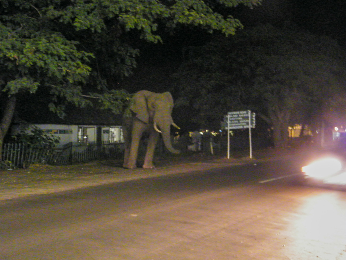 elephant destroying a fence next to a road at night