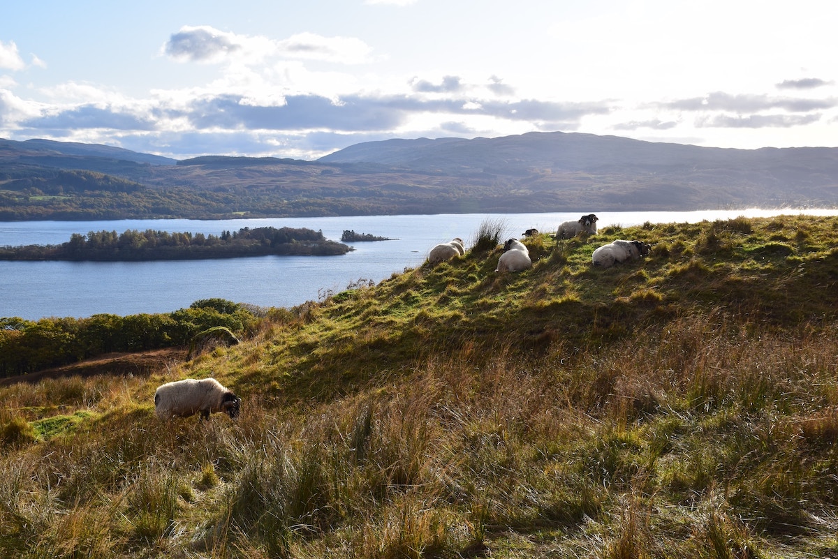 loch-aweside-with-sheep