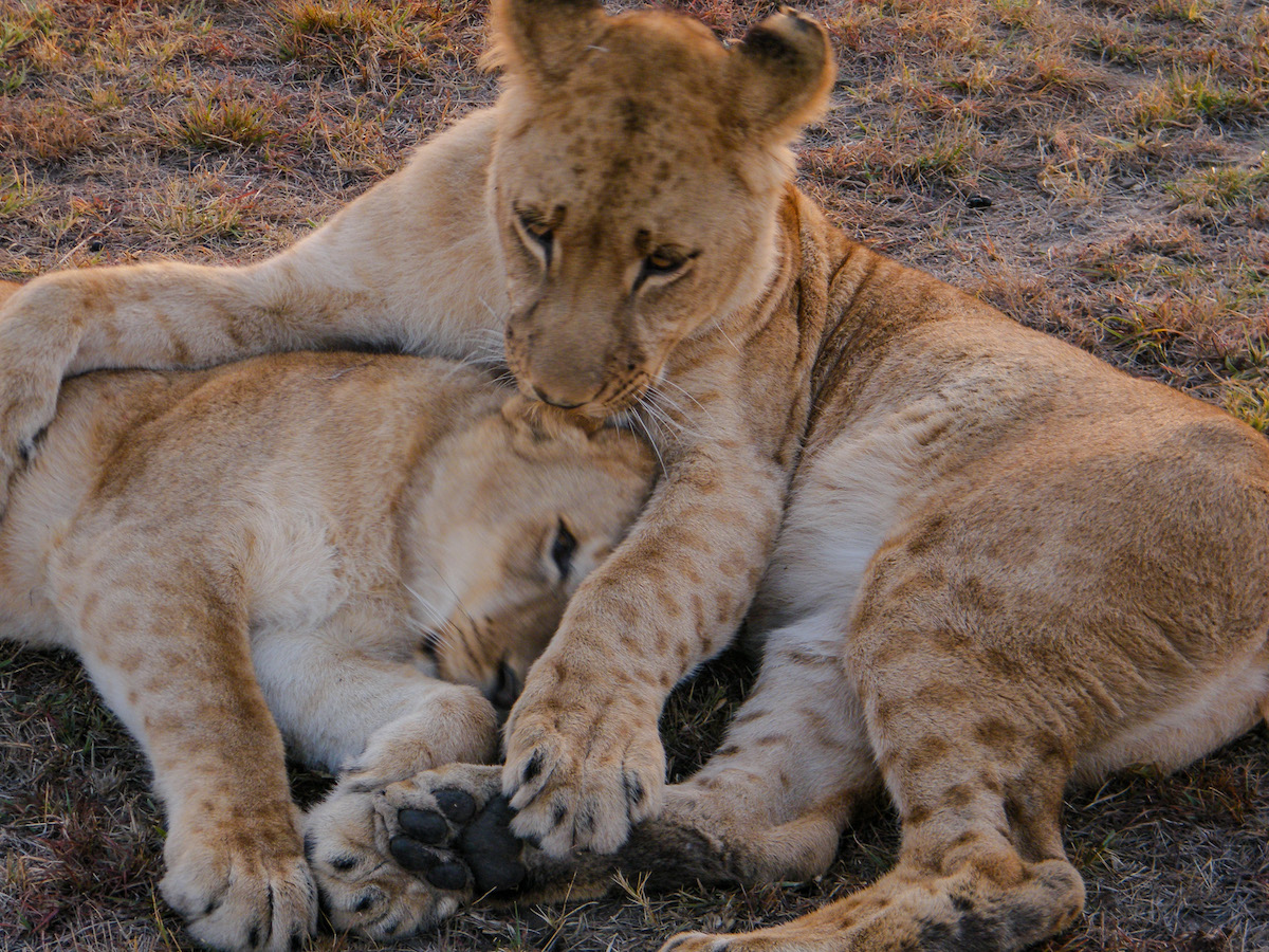 two-lions-cuddling
