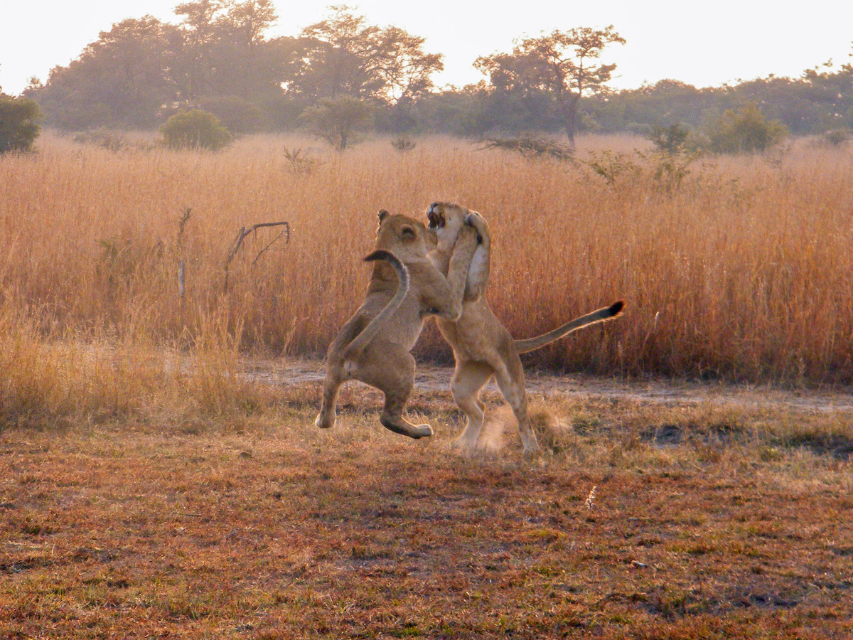 two-lions-fighting-in-the-savannah