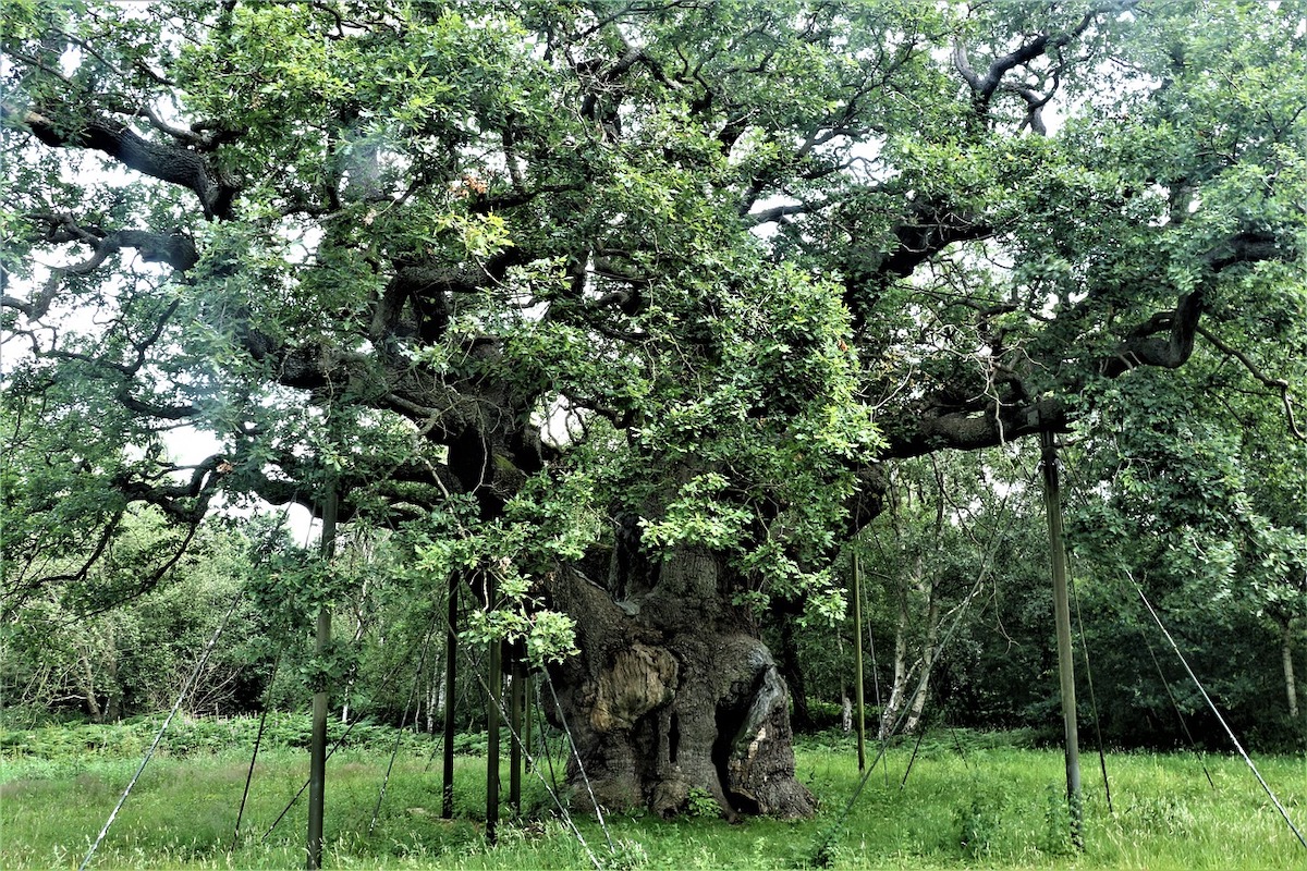 ancient-oak-tree-in-sherwood-forest-east-midlands