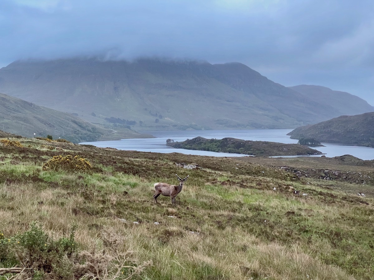 young-red-deer-stag-in-assynt-with-lake-and-misty-mountain-beyond