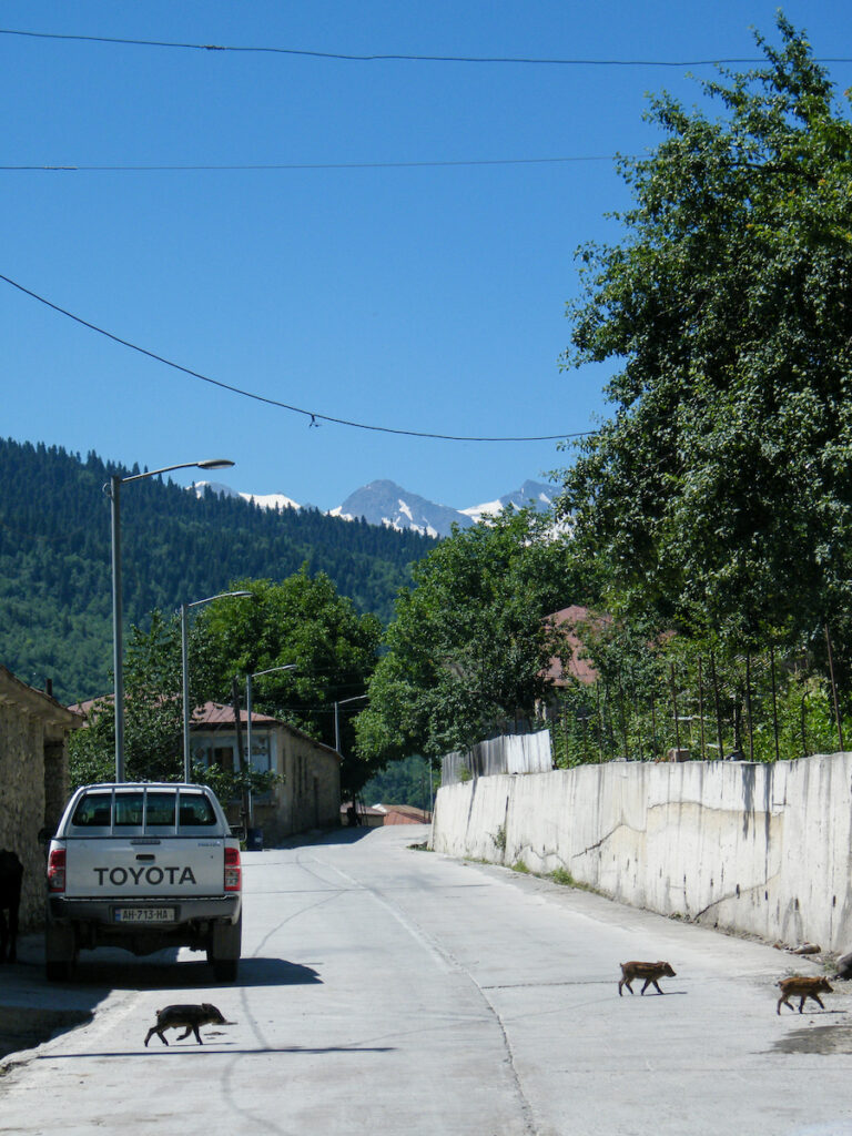 village-in-the-mountains-in-svaneti-georgia-with-piglets-crossing-the-road