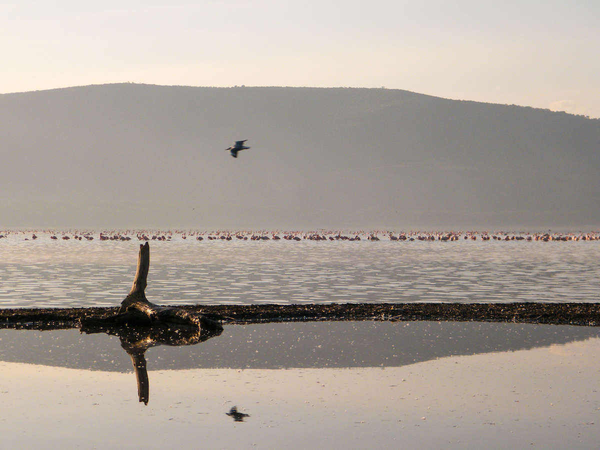 Bird flying over a lake in Kenya with flamingoes and pelicans beyond