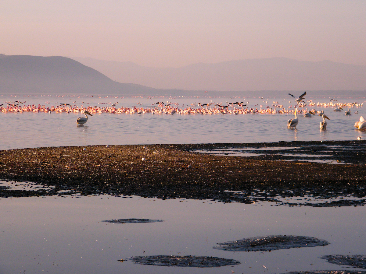 Pink flamingoes and pelicans on a lake in Kenya