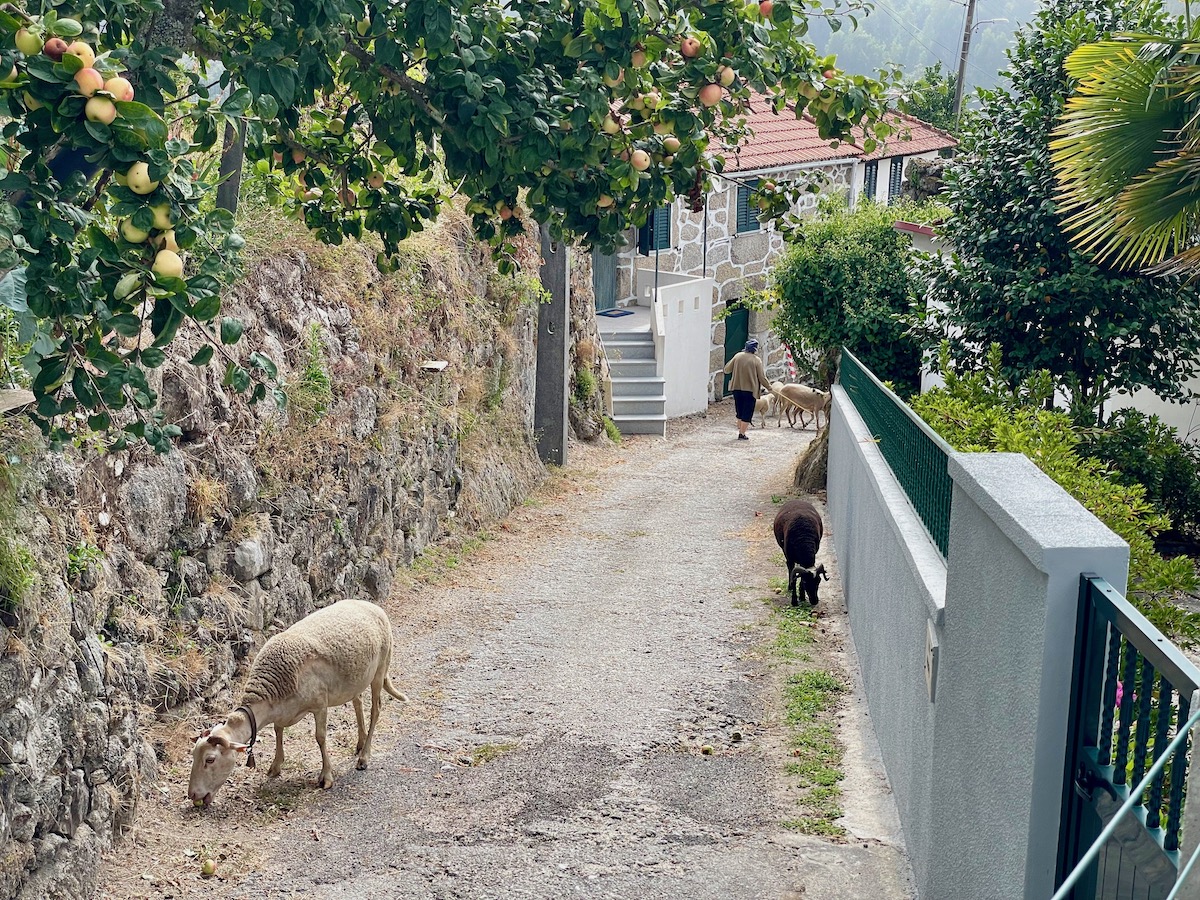 rustic-village-in-northern-portugal-with-sheep-on-road