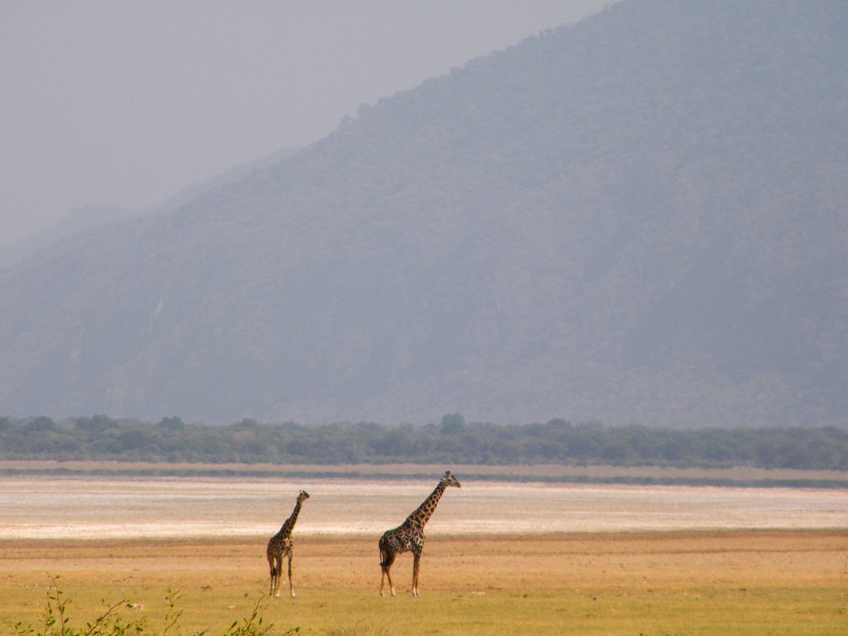 Two giraffes on the vast plains of Tanzania