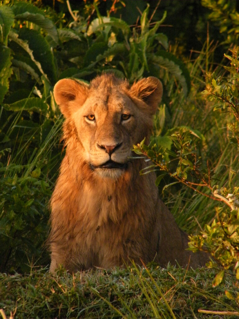Portrait photo of a lion looking straight at the camera from the undergrowth in Tanzania