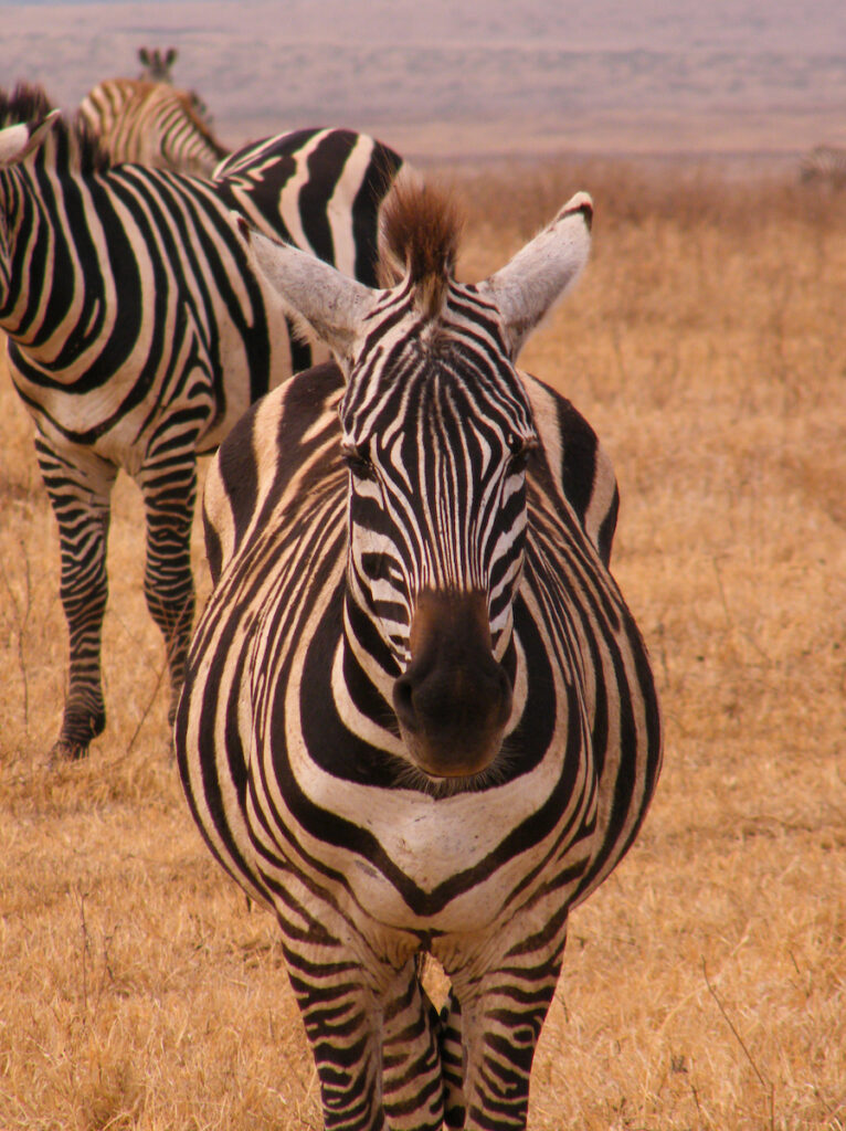 Portrait photo taken of a zebra on safari in Africa