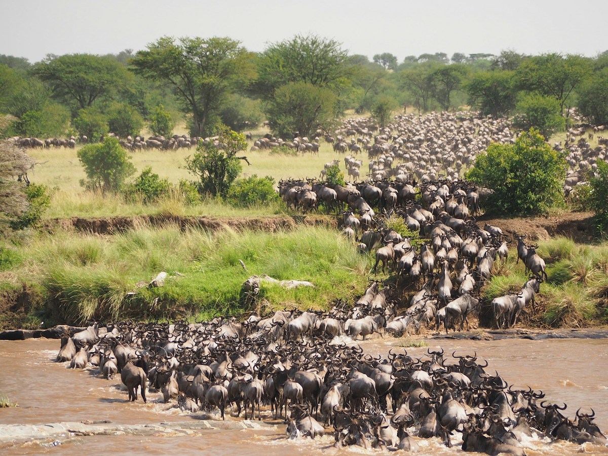 Hundreds of wildebeest crossing a river during the great migration in Africa