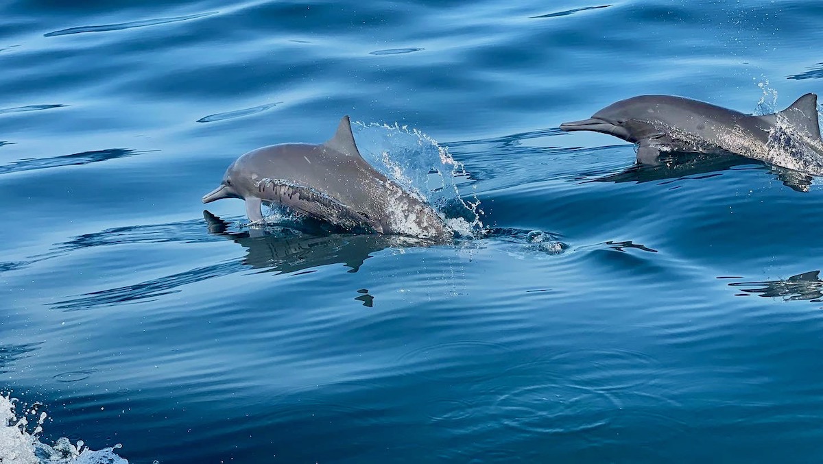 two dolphins jumping out of the water near mazunte mexico