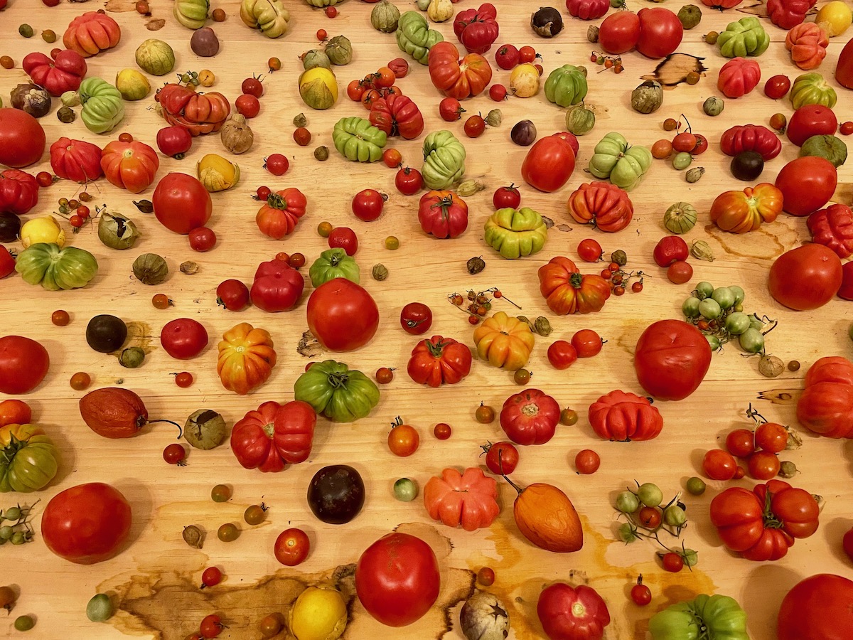 colourful display of heritage tomatoes in a restaurant in oaxaca
