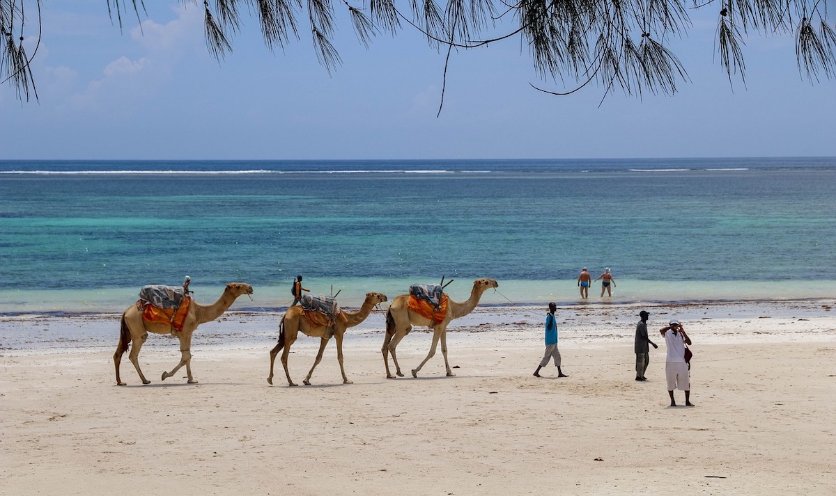 people and camels walking along a beach in kenya