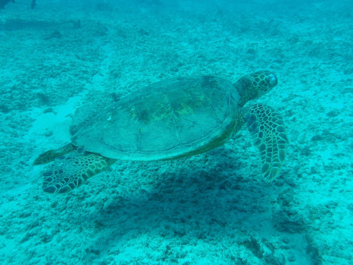 underwater photo of a sea turtle