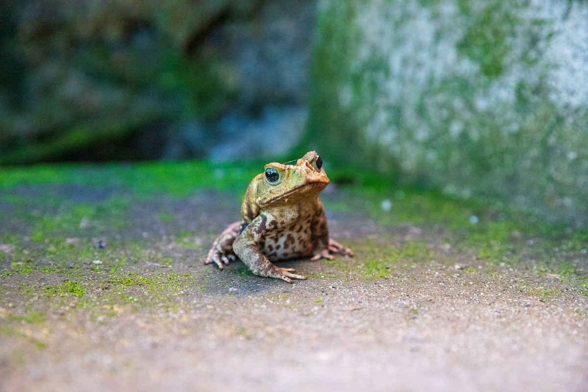 frog in the rainforest in brazil