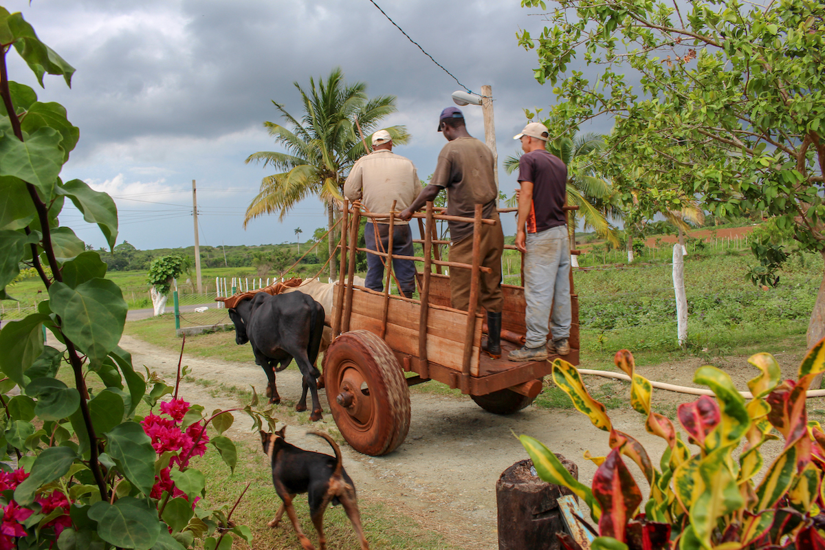 three men riding in the back of a cart in rural cuba