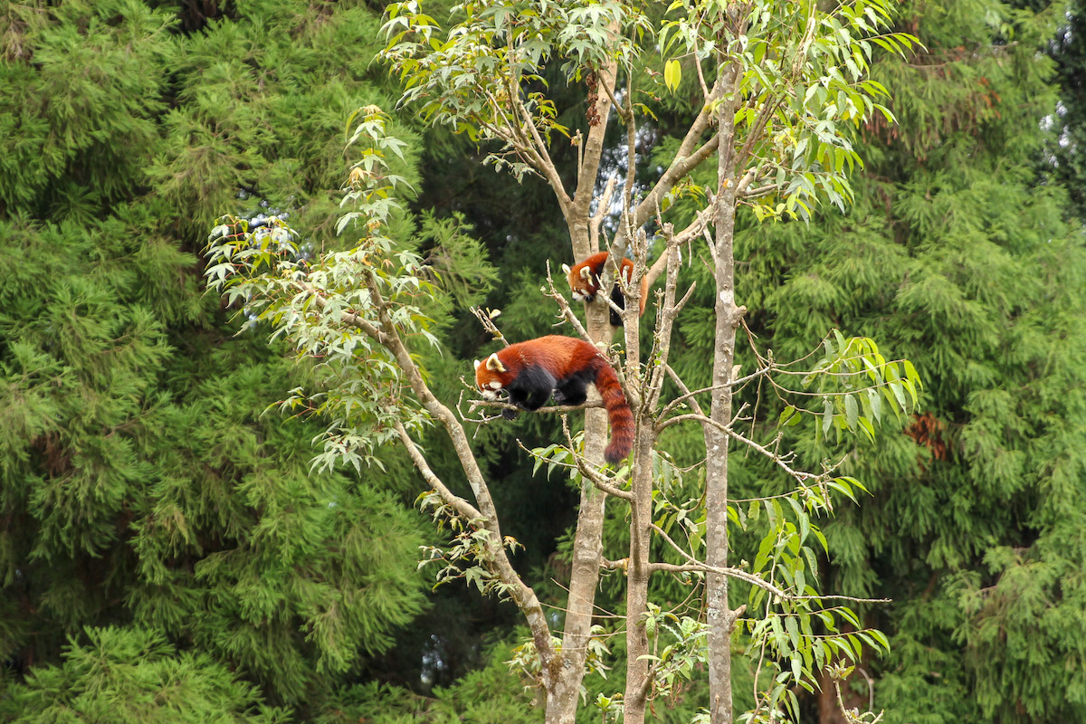two red pandas in a tree in sikkim