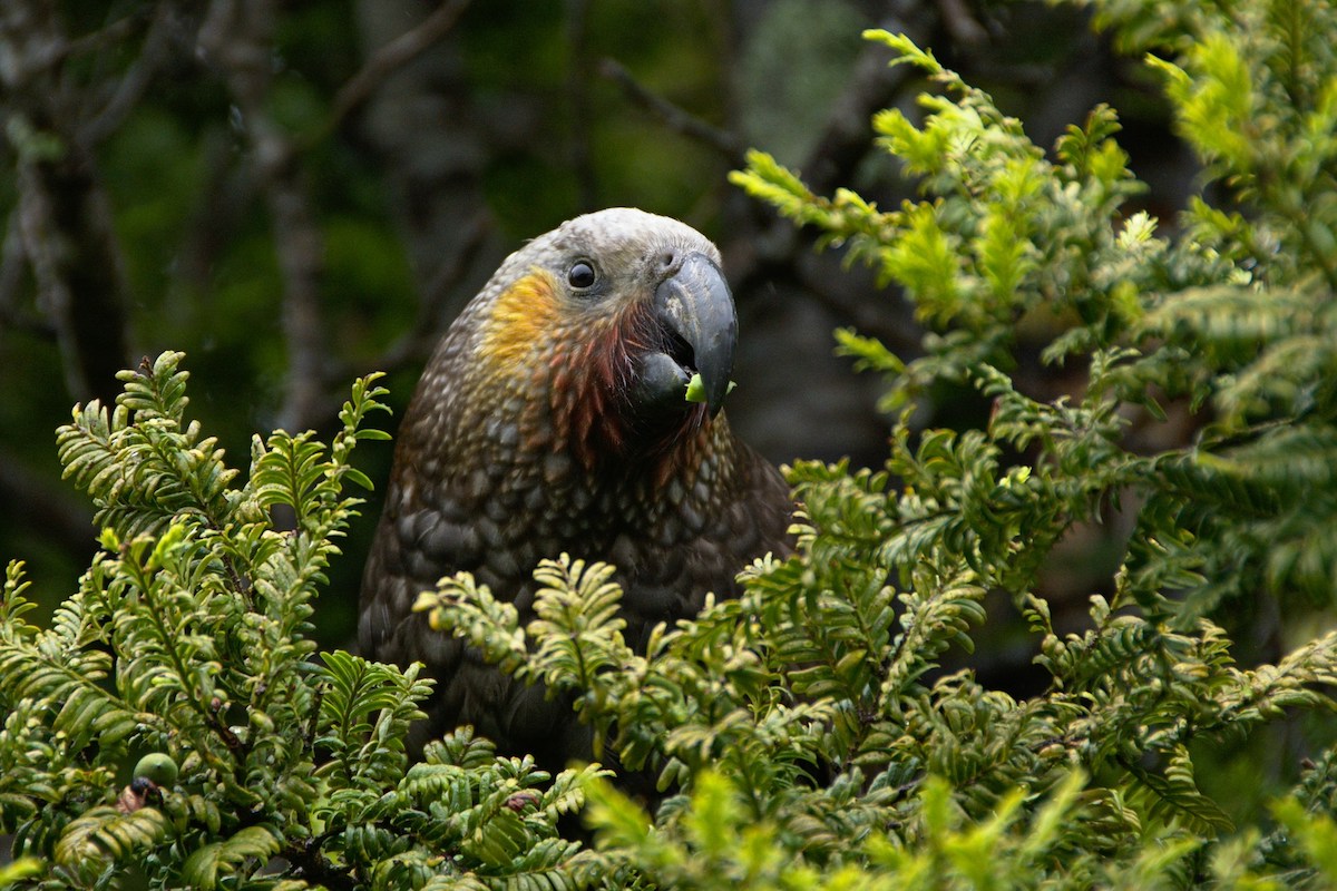 kea bird looking out from green undergrowth in new zealand