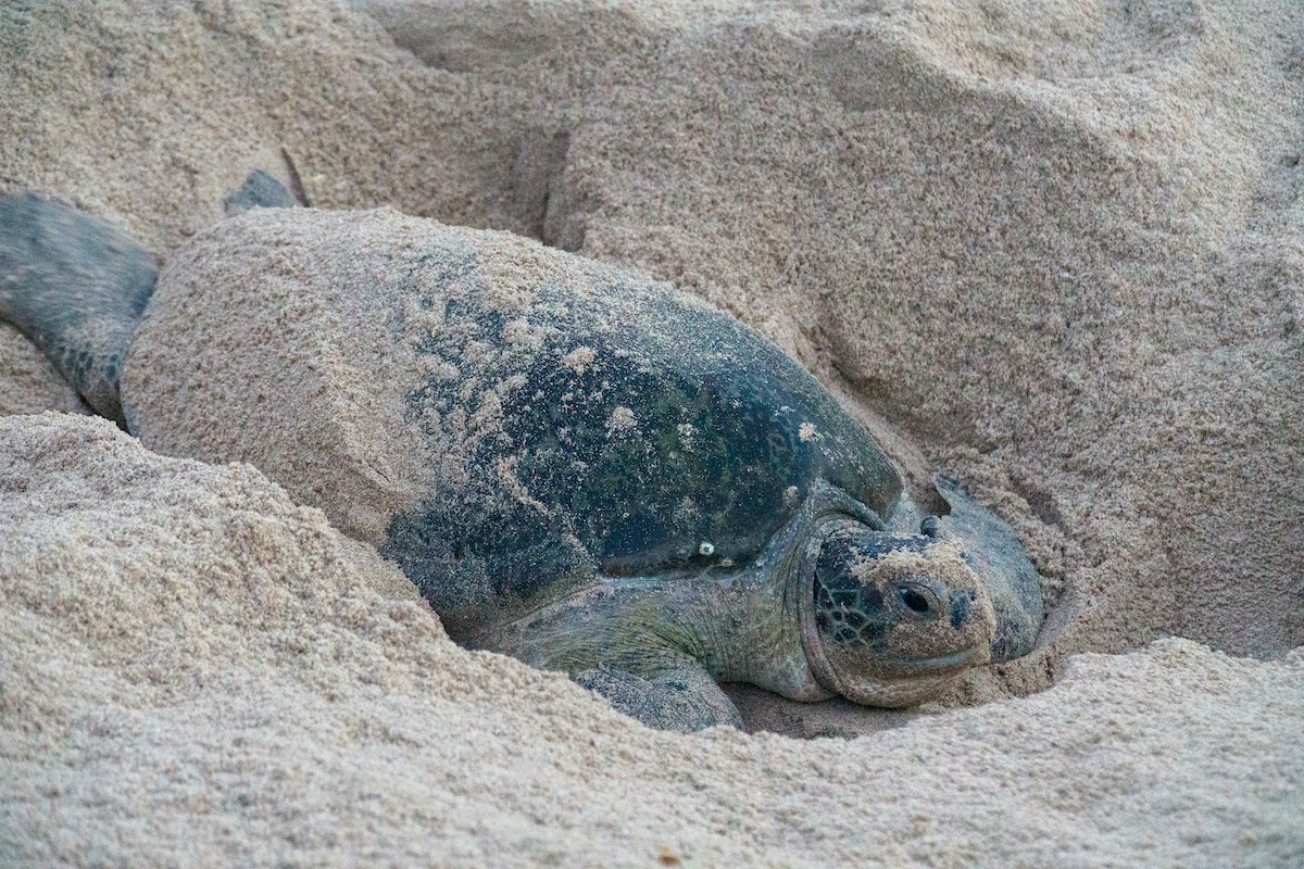 sea turtle lying in a hole in the sand on a beach in oman