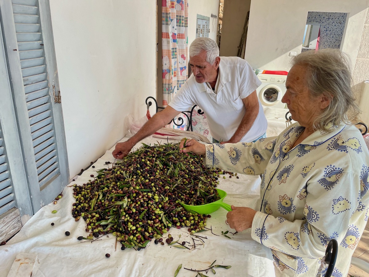 old-albanian-couple-sorting-through-their-harvested-olives