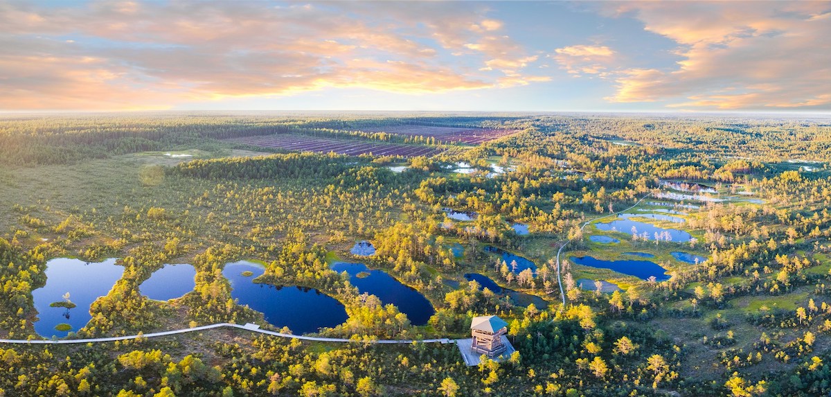 large open expanse of bogland and wilderness in estonia