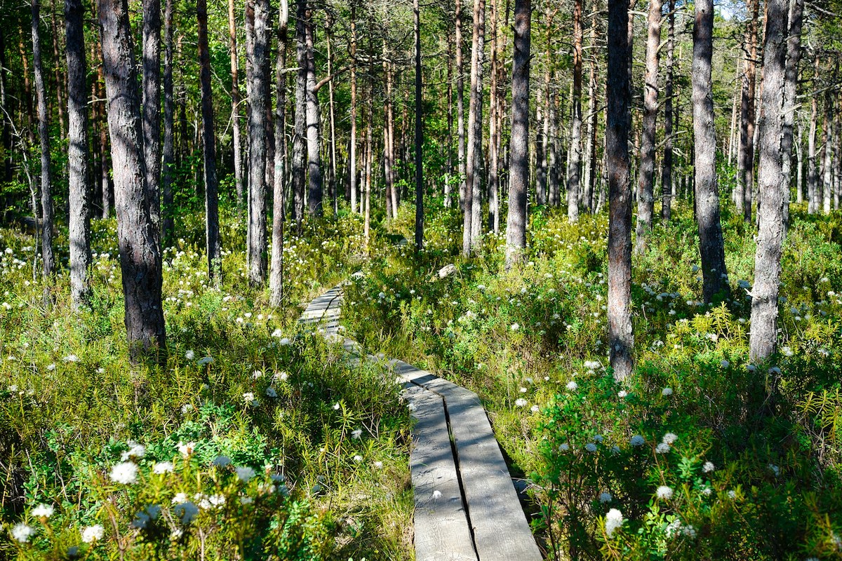 wooden walkways through a boggy forest in estonia