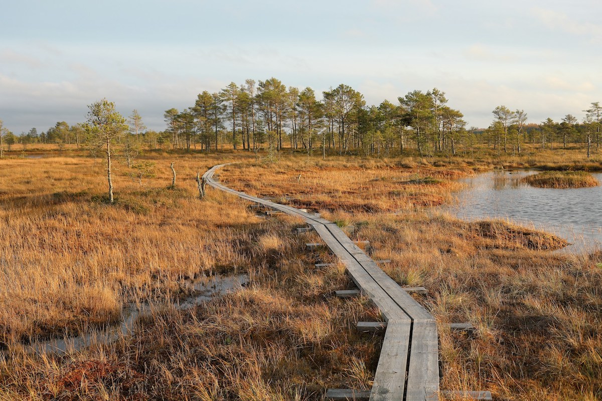 wooden walkways through a bog in estonia