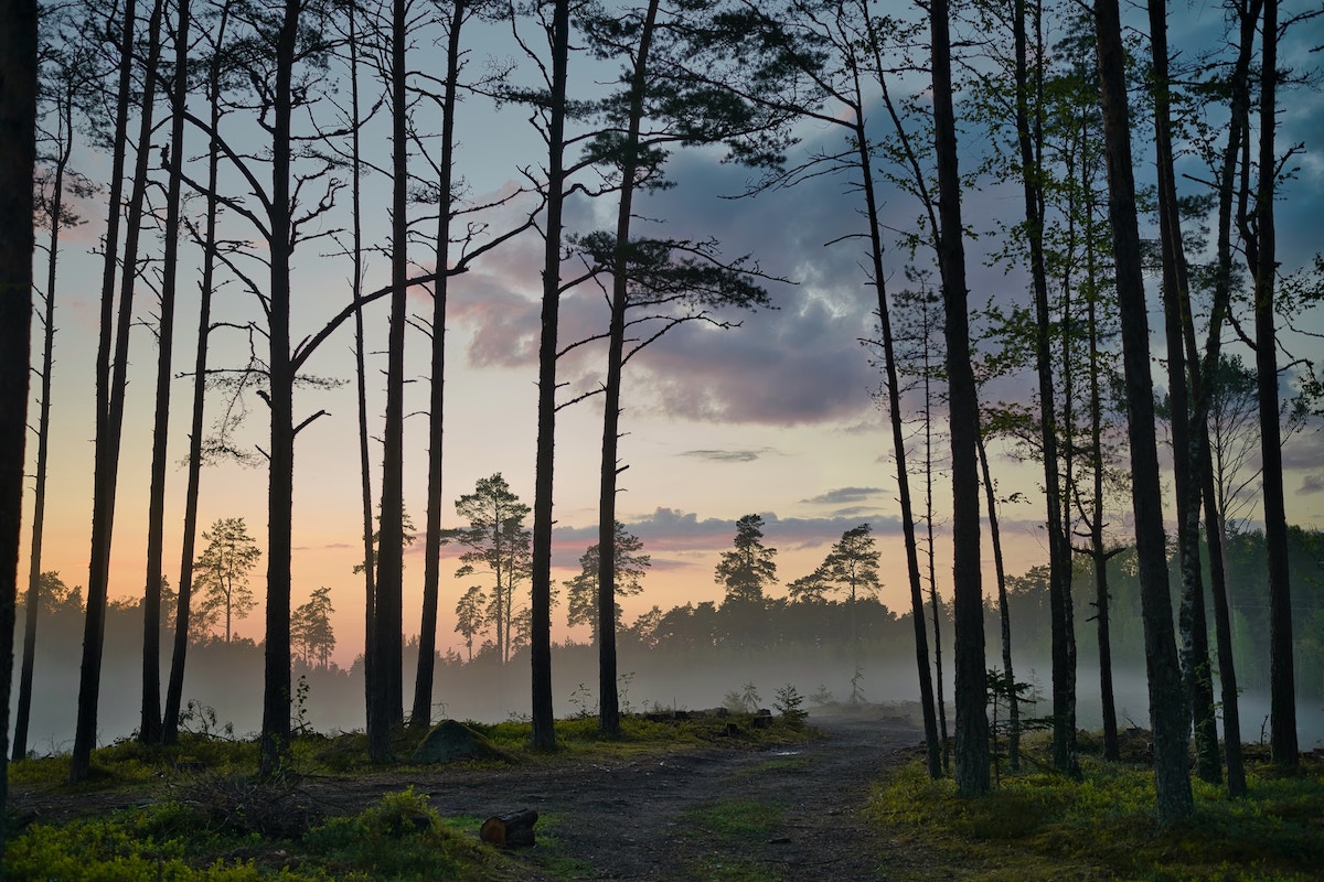 sunrise in a forest in estonia with mist hanging above the ground