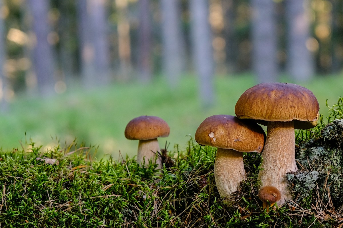 wild mushrooms growing in a forest in estonia
