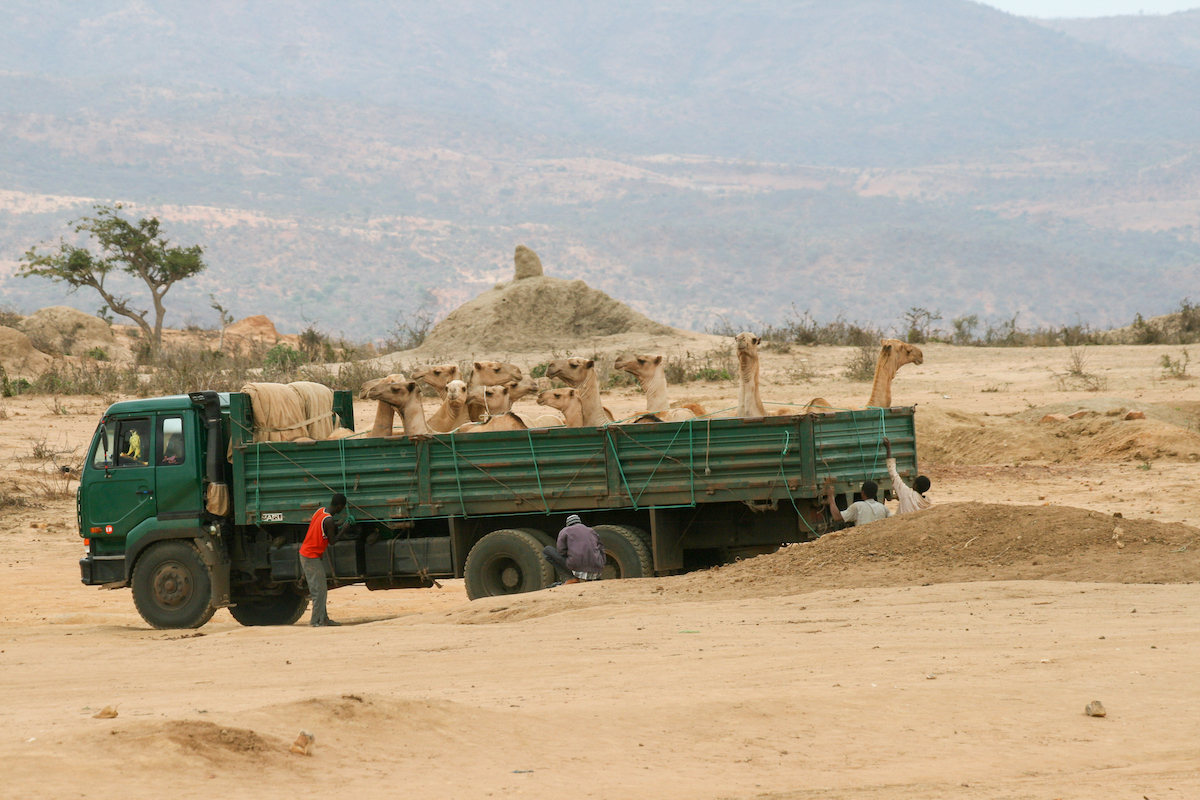 large truck with camels in the back in a desert in ethiopia