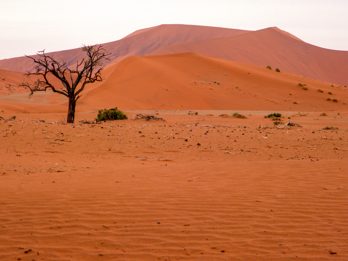 red sand dunes and dry tree in namib desert