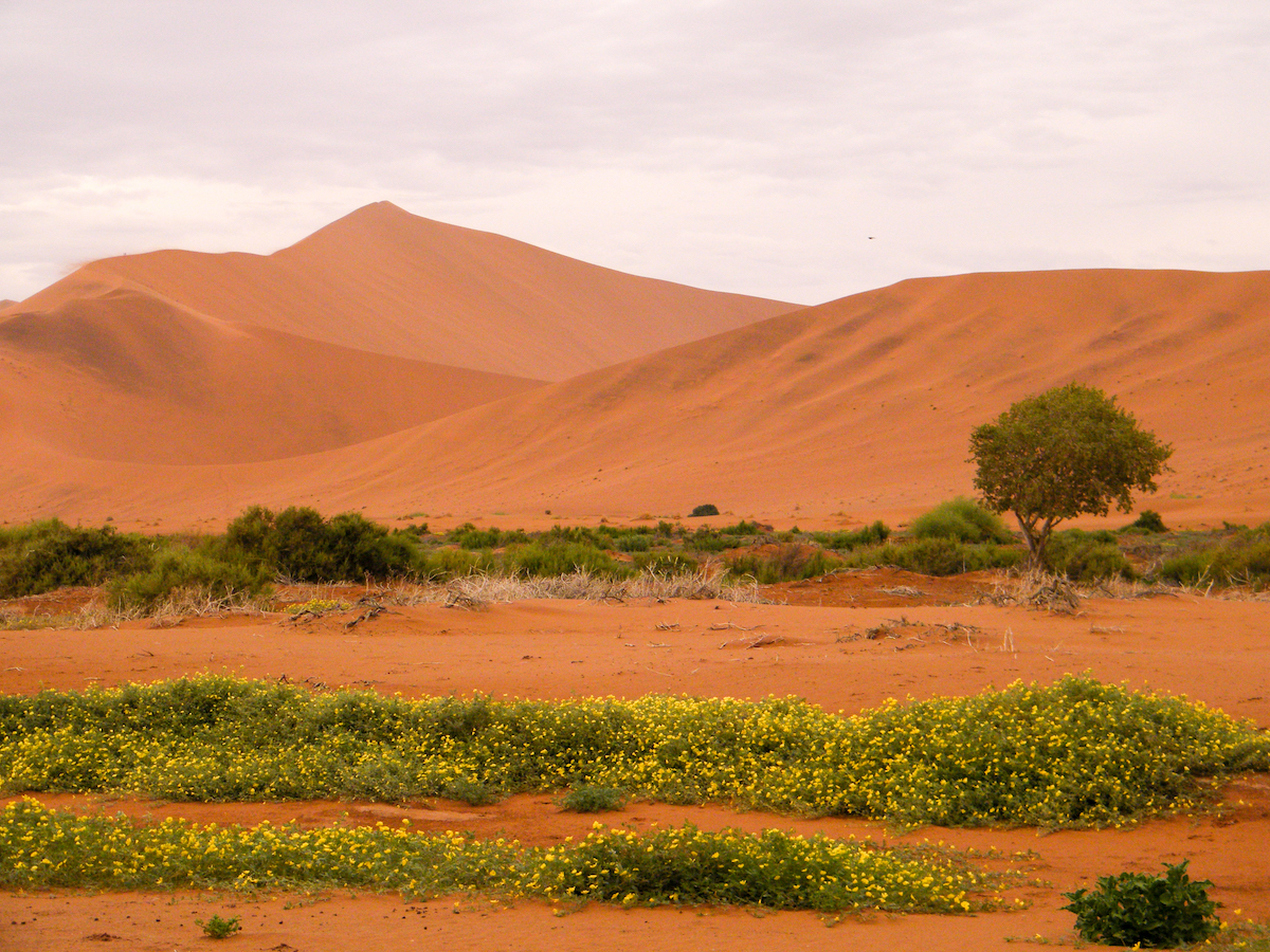 orange dunes in sossusvlei namibia with greenery and shrubs in the foreground