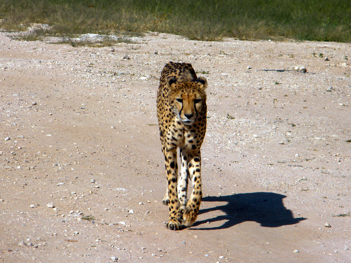 cheetah walking along a dirt road in etosha national park namibia