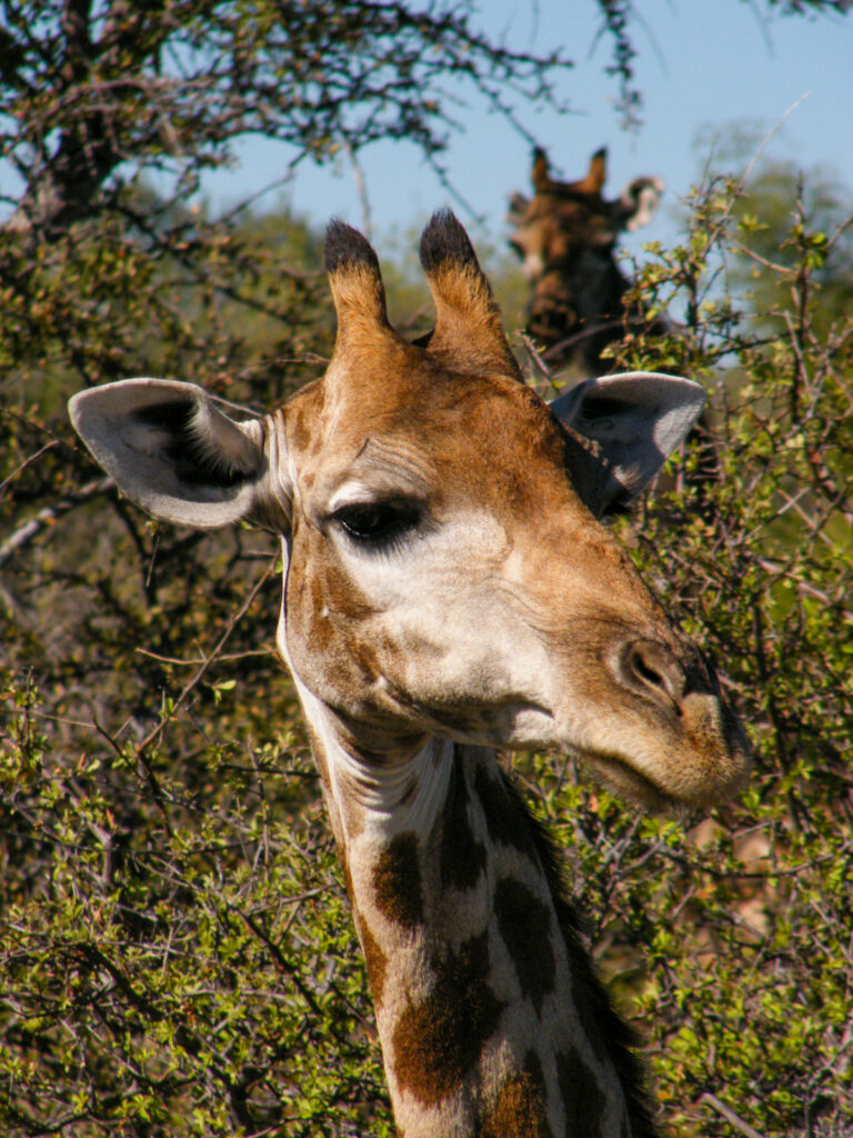 curious giraffe looking at the camera in etosha national park in namibia
