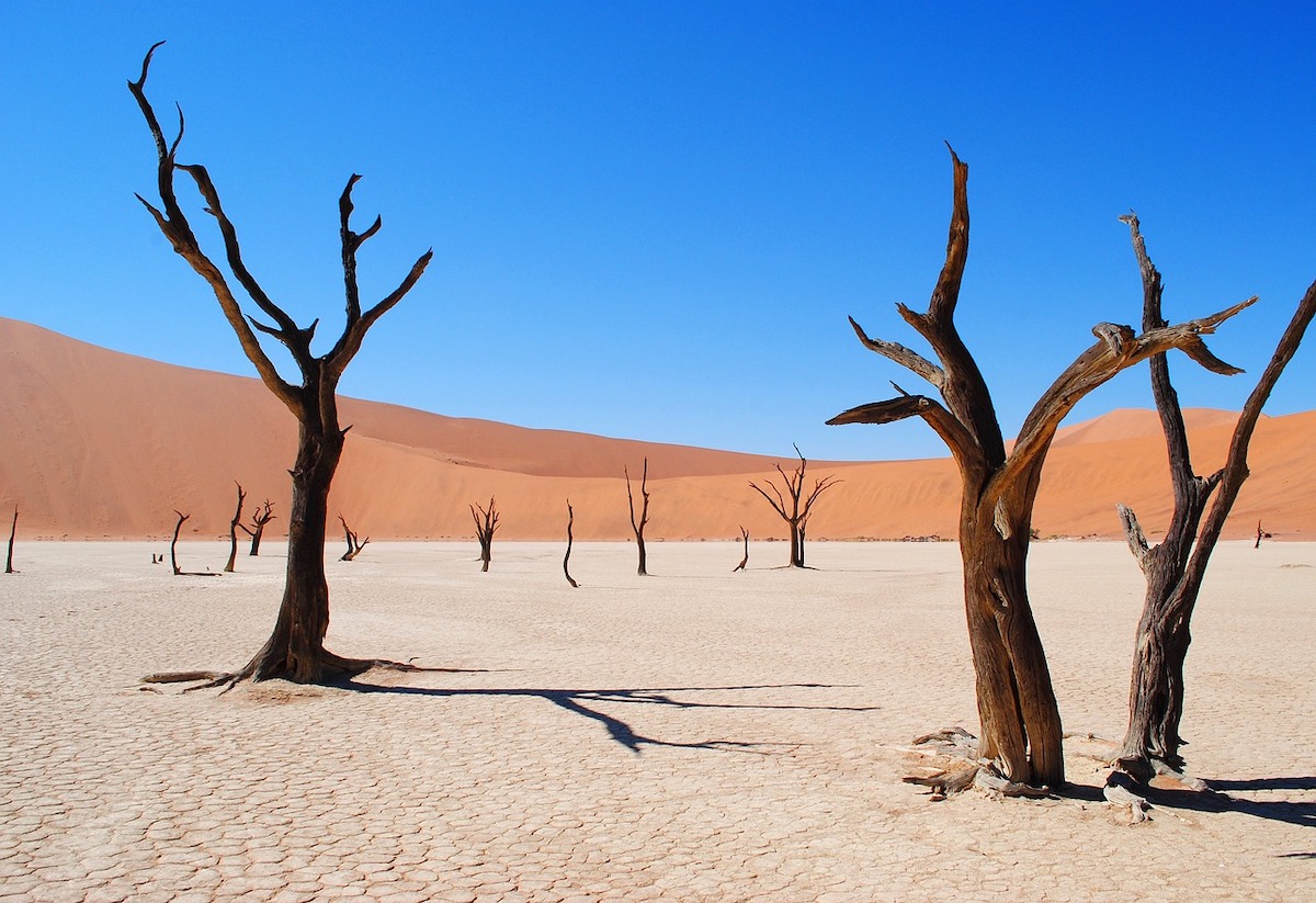 deadvlei in namibia with petrified tree trunks and white clay ground and orange dunes beyond