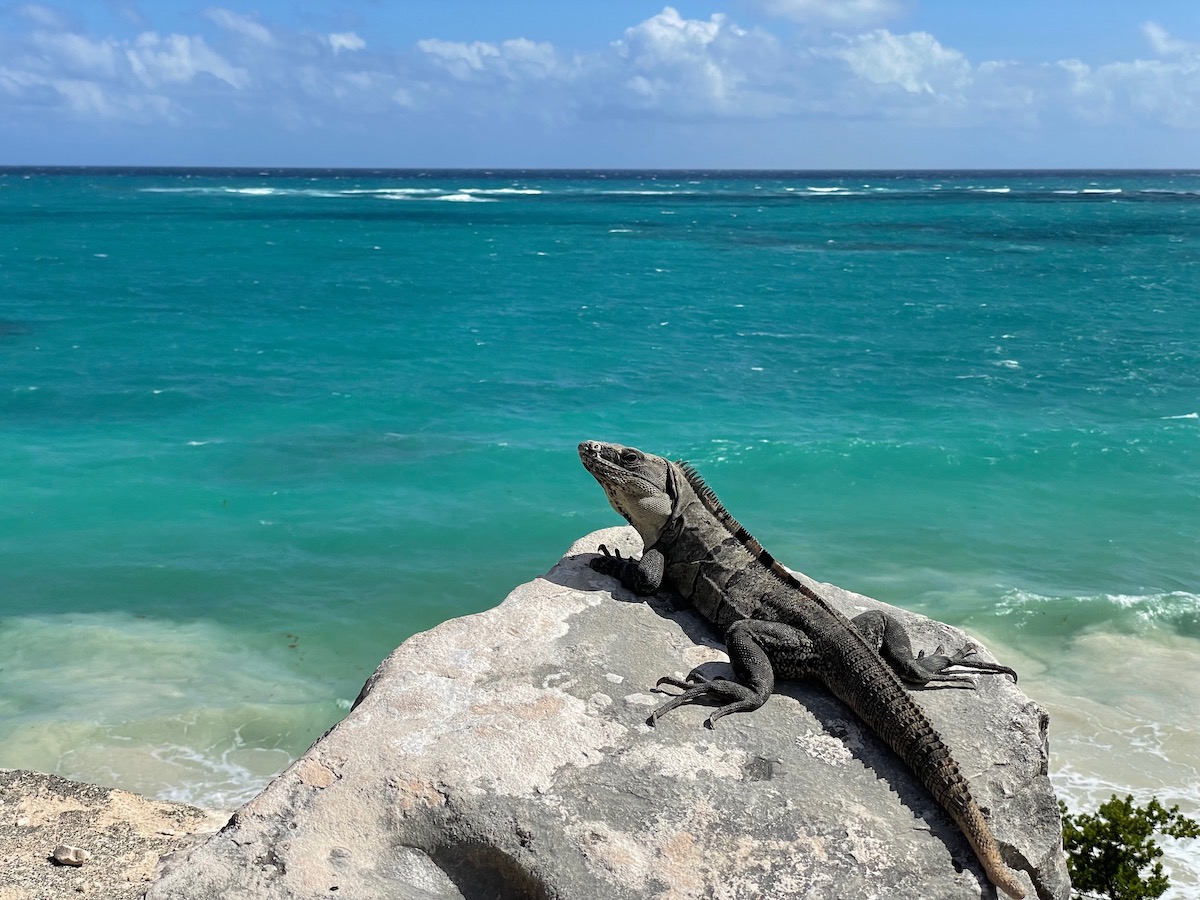 iguana lying in the sun on a rock in the foreground with the caribbean sea beyond