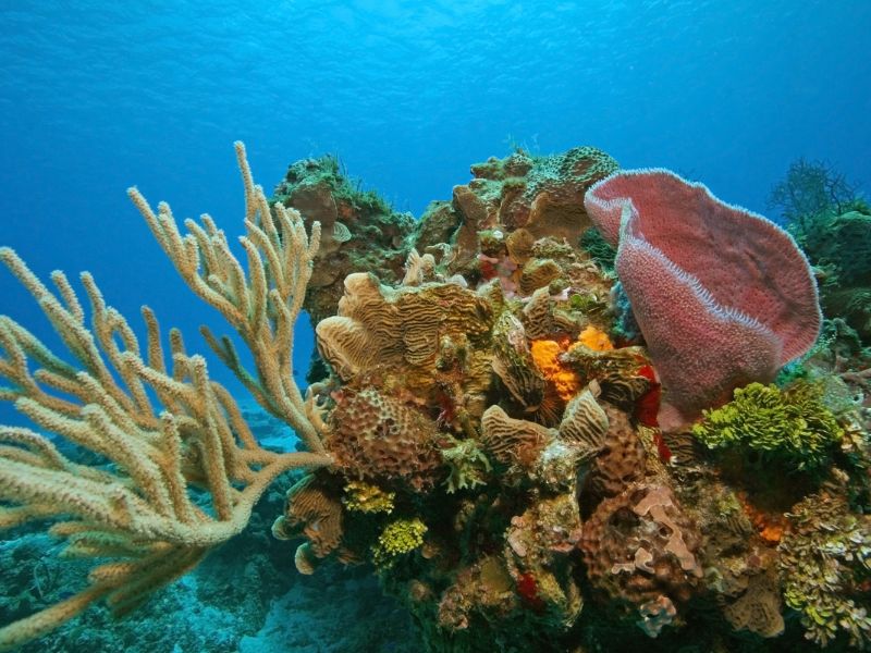 Colourful live coral under the sea in Cozumel