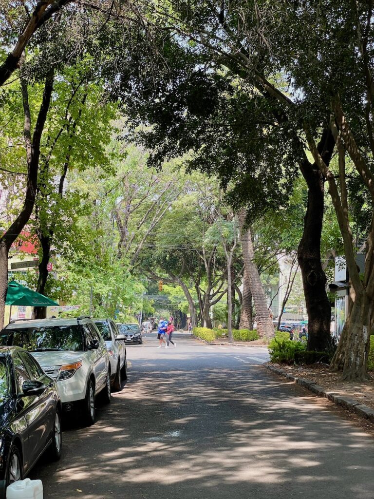 Green leafy streets and trees in condesa mexico city