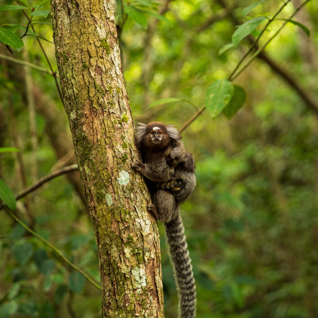 female marmoset with baby on her back clinging to a tree next to the trail leading to lopes mendes beach on ilha grande