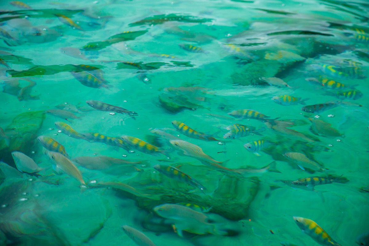 colourful tropical fish swimming in the clear waters of the blue lagoon in ilha grande brazil