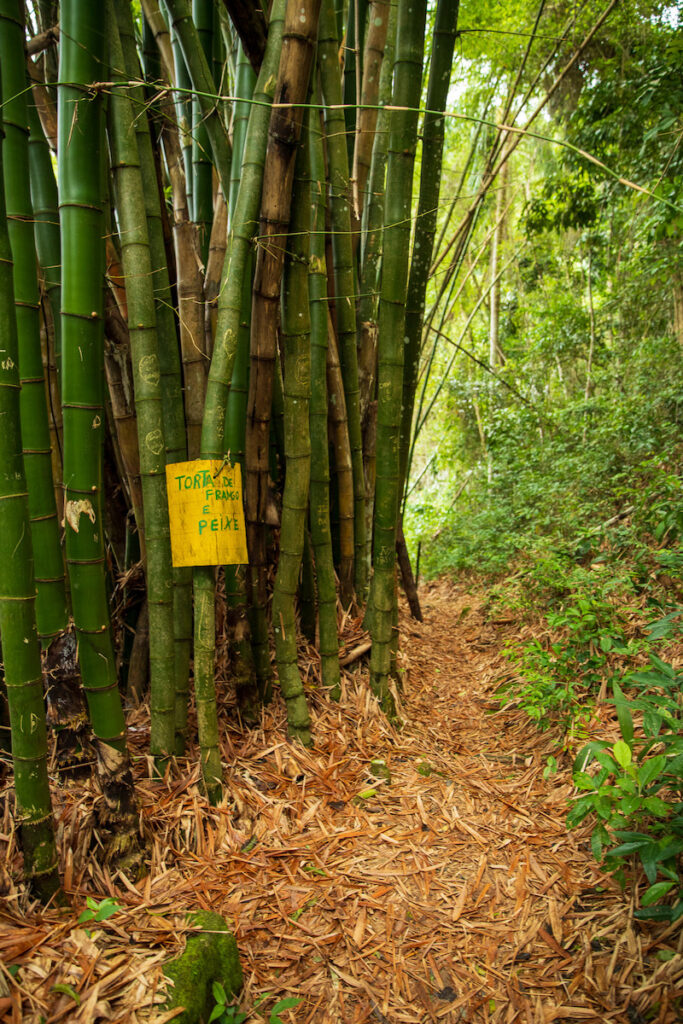 hiking trail through the jungle next to a bamboo thicket on ilha grande