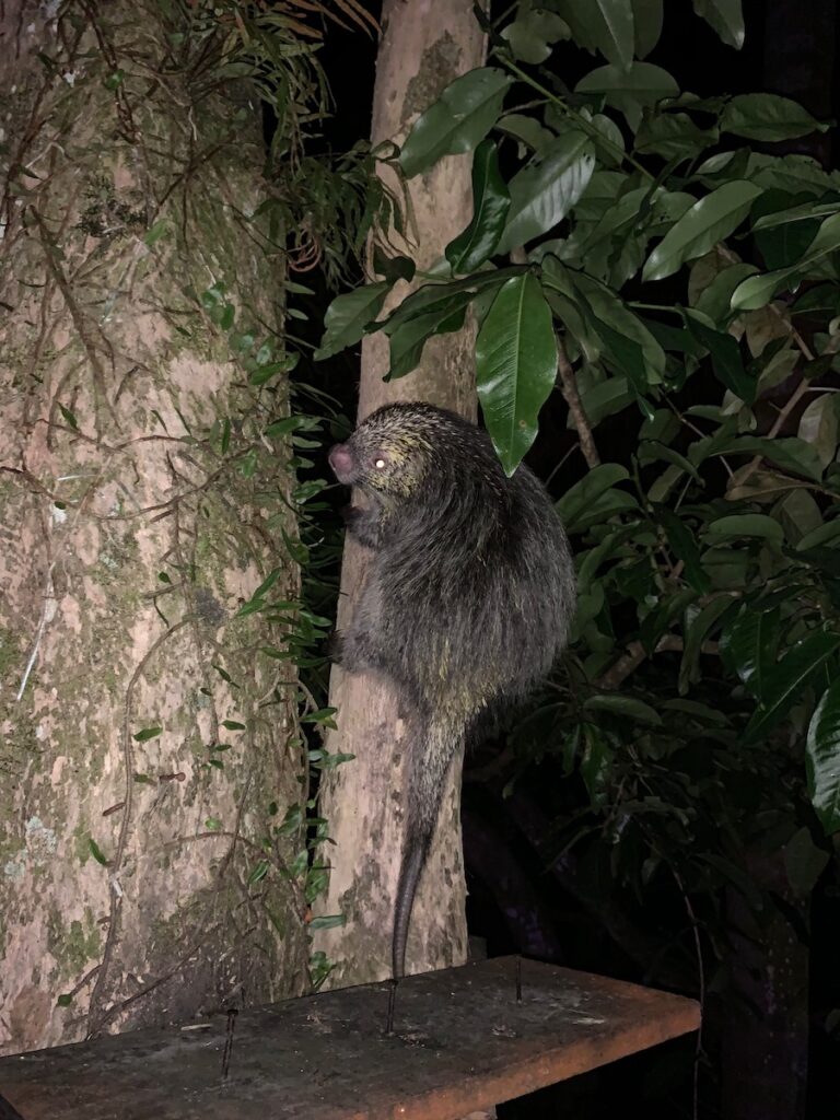 nighttime photo of a porcupine on a tree branch at pousada lagamar, ilha grande