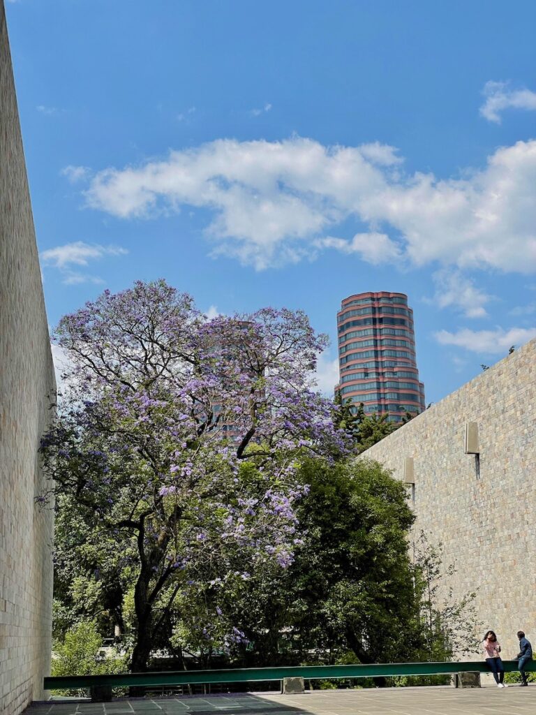 Tree and buildings in Polanco Mexico City